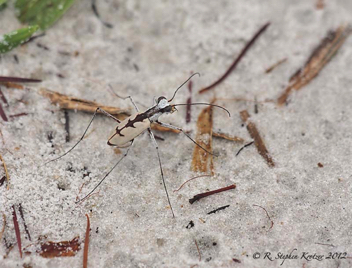 Ellipsoptera gratiosa